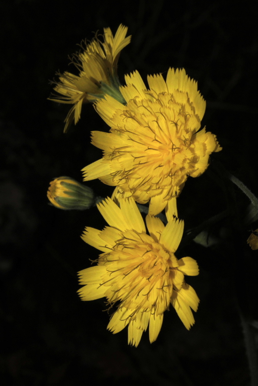 Hieracium racemosum / Sparviere racemoso